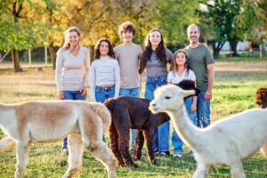 Séance photo dans le pâturage: notre famille et des alpagas, par une belle soirée fin d'après-midi d'octobre.